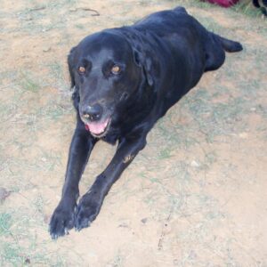 happy black dog laying on the ground outside