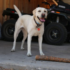Yellow Labrador dog outside with a stick and an atv