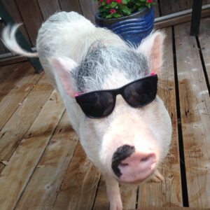 Happy pig wearing sunglasses