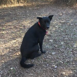 Black dog sitting calmly outside