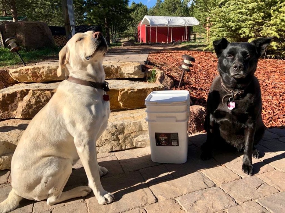 Yellow lab and black dog sitting outside next to a bucket of seasoning